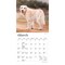 BrownTrout; Golden Retrievers | 2027 7 x 14 Inch (Hanging) Monthly Mini Wall Calendar; Category:Wall Calendars; Image:4